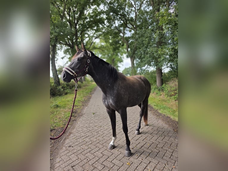 Deutsches Sportpferd Stute 3 Jahre 165 cm Apfelschimmel in EdewechtEdewecht