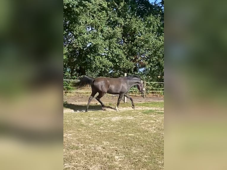 Deutsches Sportpferd Stute 3 Jahre 165 cm Apfelschimmel in EdewechtEdewecht