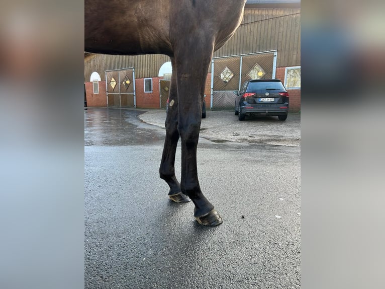 Deutsches Sportpferd Stute 3 Jahre 165 cm Brauner in Coesfeld