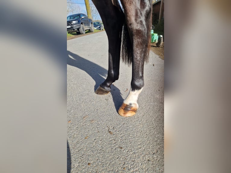 Deutsches Sportpferd Stute 3 Jahre 165 cm Brauner in Coesfeld