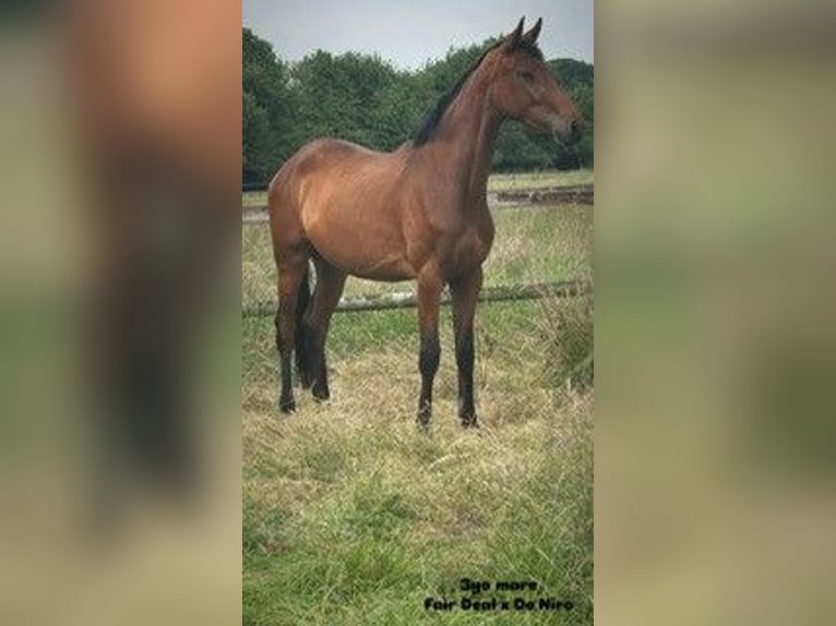 Deutsches Sportpferd Stute 3 Jahre 165 cm Brauner in L&#xFC;dinghausen