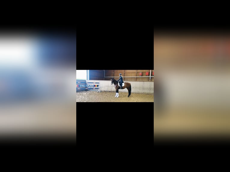 Deutsches Sportpferd Stute 3 Jahre 165 cm Brauner in Wilhermsdorf