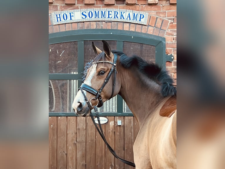 Deutsches Sportpferd Stute 3 Jahre 165 cm Brauner in Martfeld