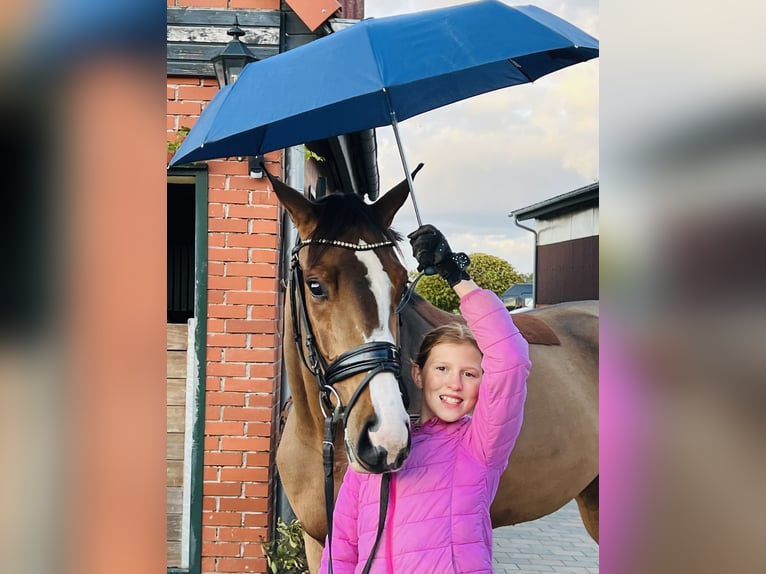 Deutsches Sportpferd Stute 3 Jahre 165 cm Brauner in Martfeld