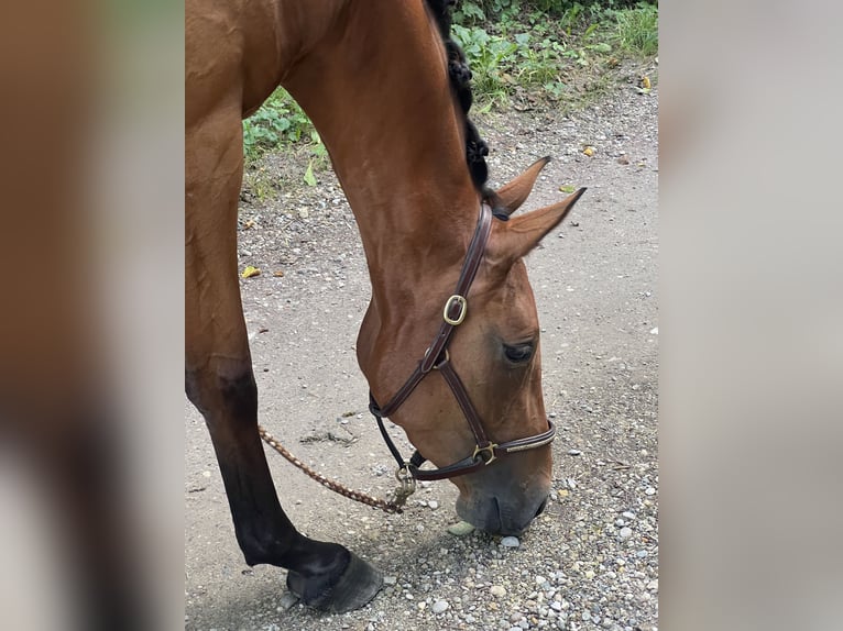 Deutsches Sportpferd Stute 3 Jahre 165 cm Brauner in Erharting