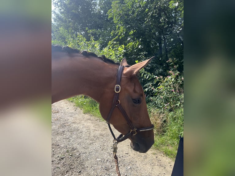 Deutsches Sportpferd Stute 3 Jahre 165 cm Brauner in Erharting