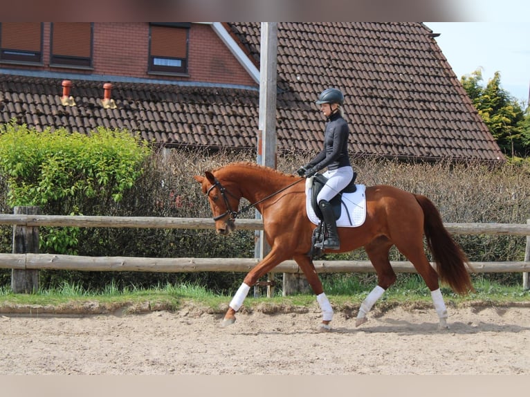 Deutsches Sportpferd Stute 3 Jahre 165 cm Dunkelfuchs in Loxstedt
