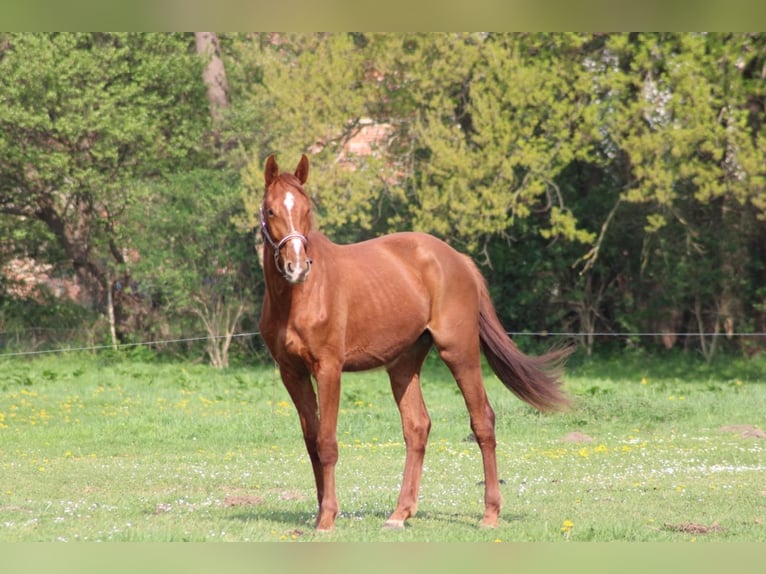 Deutsches Sportpferd Stute 3 Jahre 165 cm Fuchs in Schlagenthin