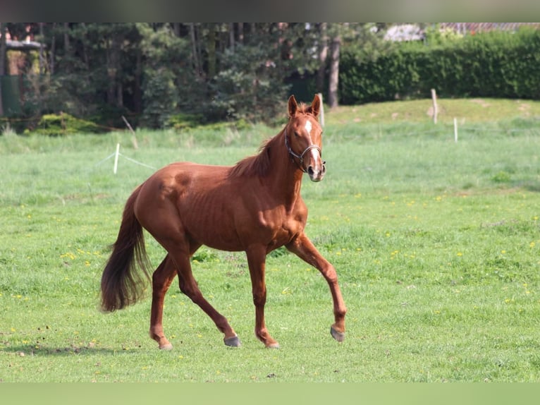 Deutsches Sportpferd Stute 3 Jahre 165 cm Fuchs in Schlagenthin
