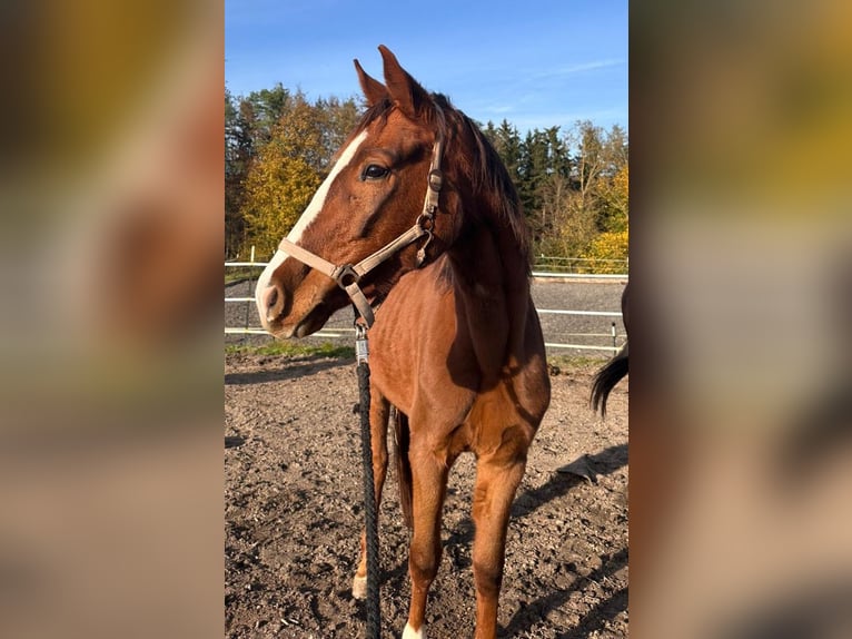 Deutsches Sportpferd Stute 3 Jahre 165 cm Fuchs in Brunn