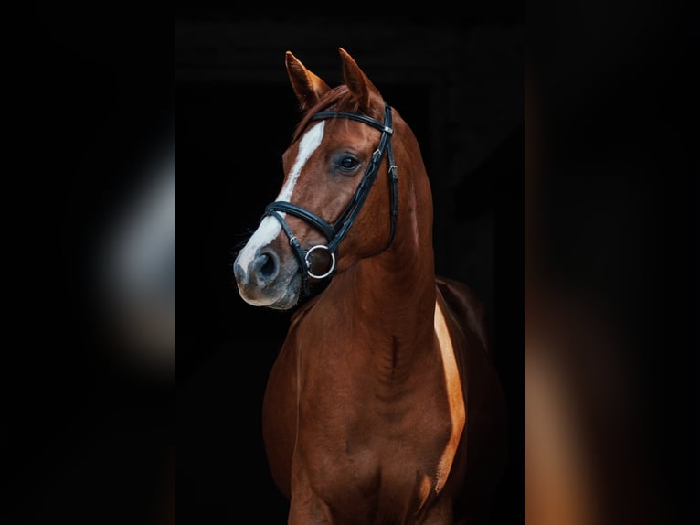 Deutsches Sportpferd Stute 3 Jahre 165 cm Fuchs in Kolkwitz