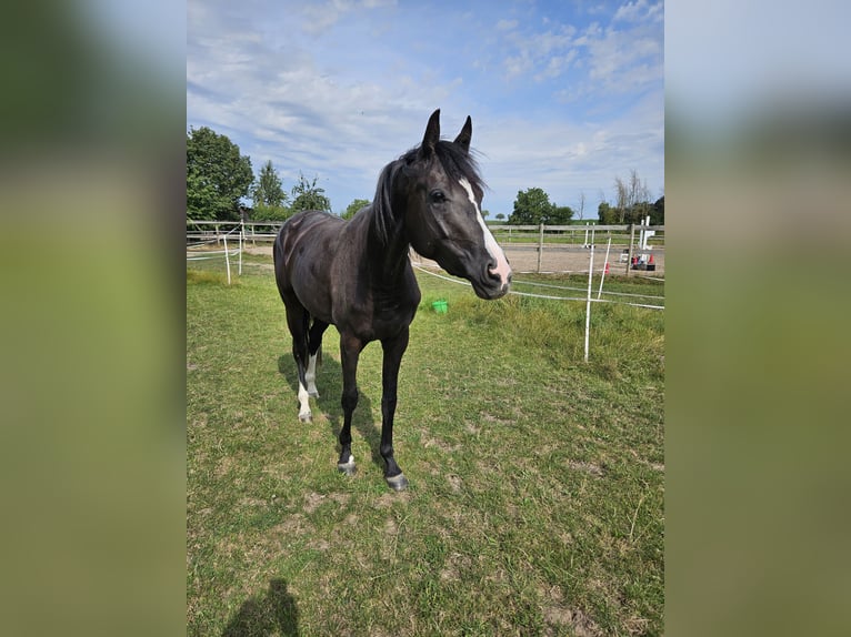 Deutsches Sportpferd Stute 3 Jahre 165 cm Rappe in Zeiskam