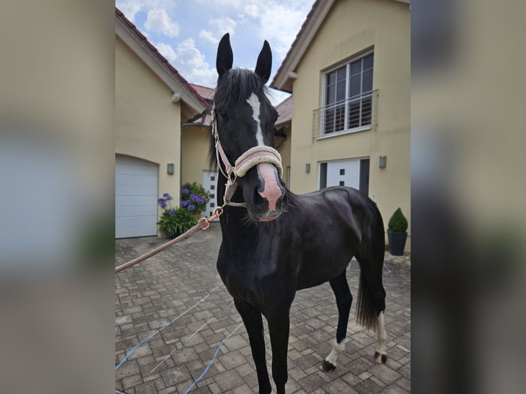 Deutsches Sportpferd Stute 3 Jahre 165 cm Rappe in Zeiskam