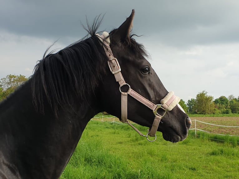 Deutsches Sportpferd Stute 3 Jahre 165 cm Rappe in Zeiskam