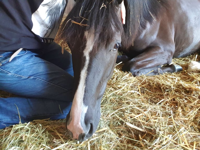 Deutsches Sportpferd Stute 3 Jahre 165 cm Rappe in Zeiskam