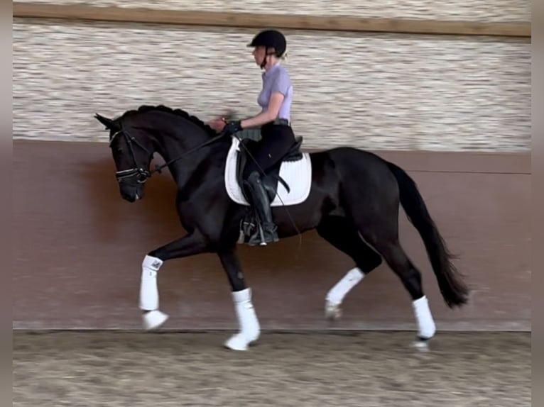 Deutsches Sportpferd Stute 3 Jahre 165 cm Rappe in Wehringen