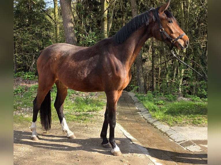 Deutsches Sportpferd Stute 3 Jahre 166 cm Brauner in Laaber