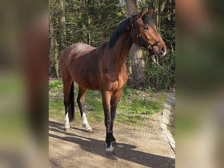 Deutsches Sportpferd Stute 3 Jahre 166 cm Brauner in Laaber