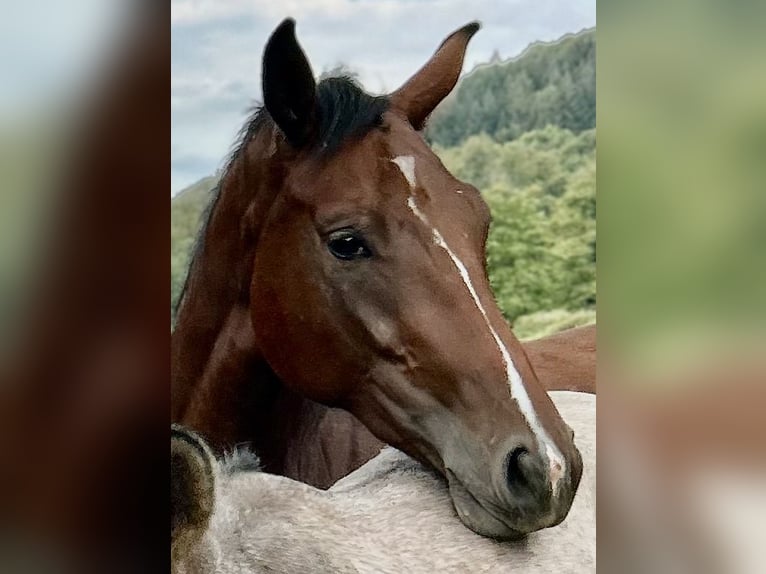 Deutsches Sportpferd Stute 3 Jahre 166 cm Brauner in Lahr