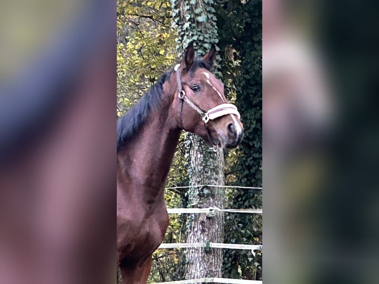 Deutsches Sportpferd Stute 3 Jahre 166 cm Brauner in Lahr