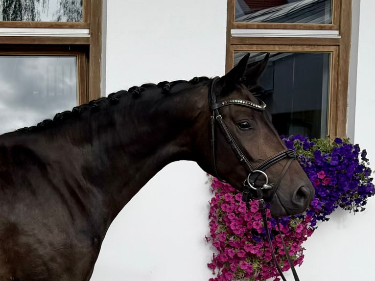 Deutsches Sportpferd Stute 3 Jahre 166 cm  in Rottenburg an der Laaber