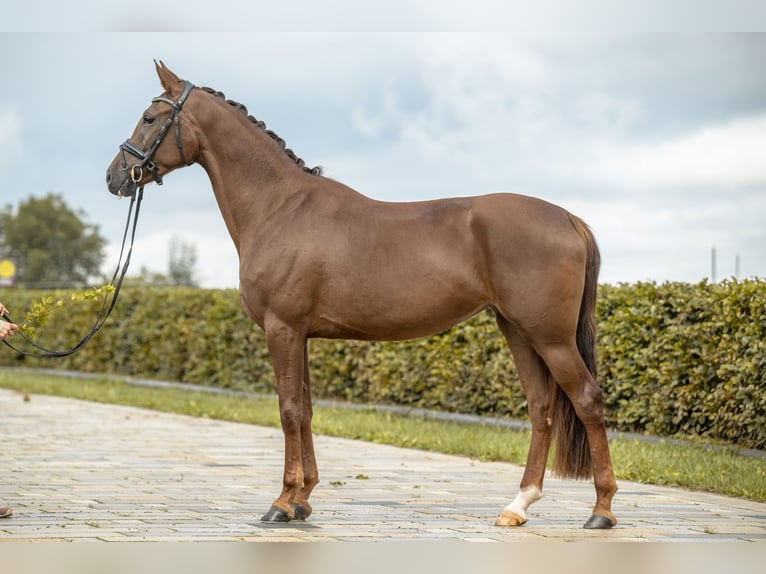 Deutsches Sportpferd Stute 3 Jahre 166 cm Dunkelfuchs in Gomadingen