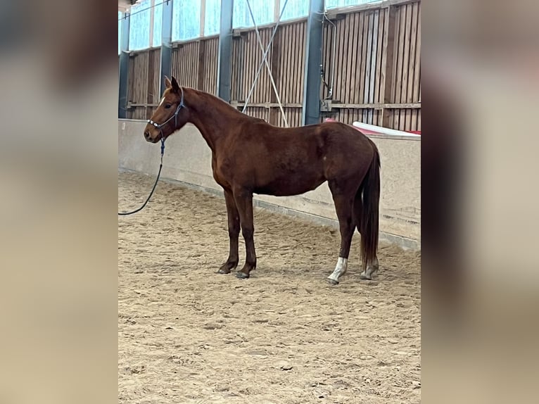 Deutsches Sportpferd Stute 3 Jahre 166 cm Fuchs in Freudenburg