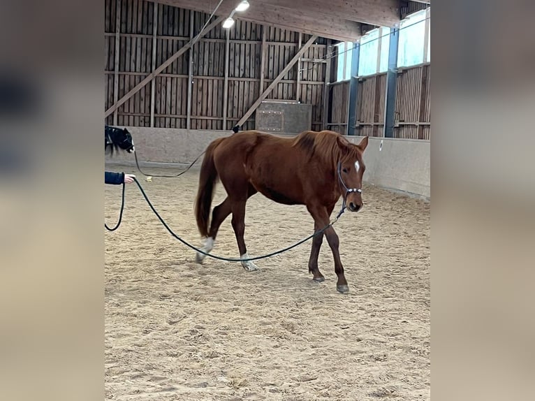 Deutsches Sportpferd Stute 3 Jahre 166 cm Fuchs in Freudenburg