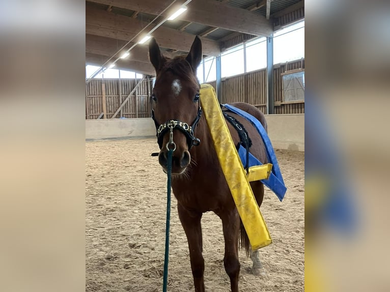 Deutsches Sportpferd Stute 3 Jahre 166 cm Fuchs in Freudenburg
