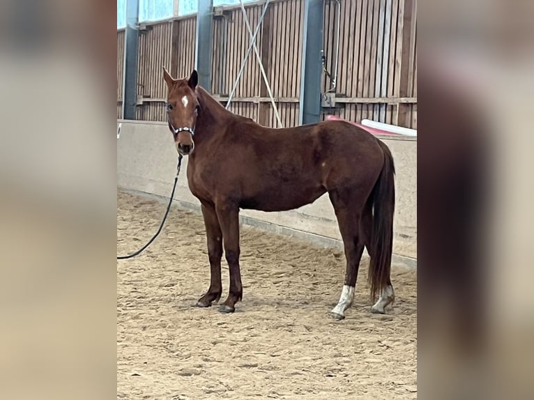 Deutsches Sportpferd Stute 3 Jahre 166 cm Fuchs in Freudenburg
