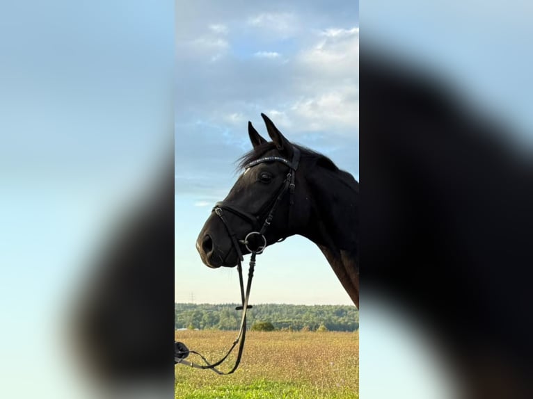 Deutsches Sportpferd Stute 3 Jahre 166 cm Schwarzbrauner in Ditzingen