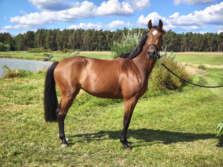 Deutsches Sportpferd Stute 3 Jahre 167 cm Brauner in Wilhermsdorf