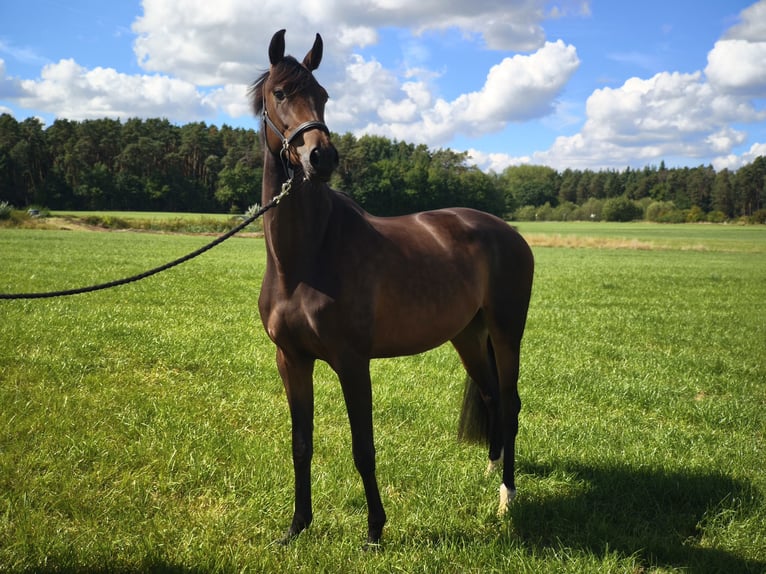 Deutsches Sportpferd Stute 3 Jahre 167 cm Brauner in Wilhermsdorf