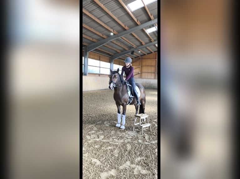 Deutsches Sportpferd Stute 3 Jahre 167 cm Brauner in Wilhermsdorf