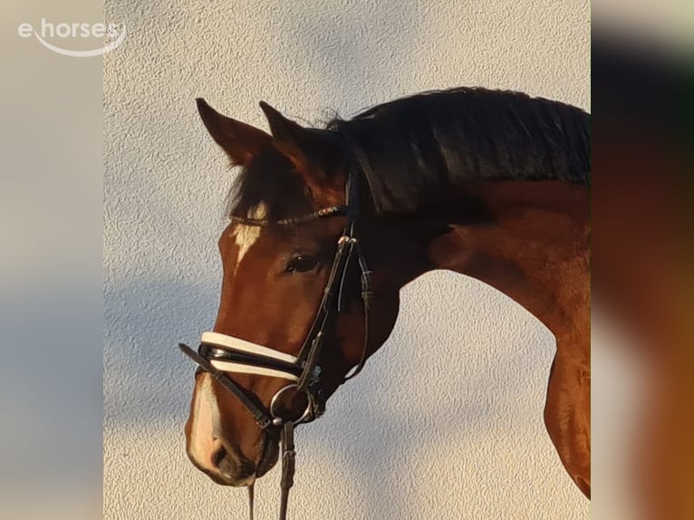 Deutsches Sportpferd Stute 3 Jahre 167 cm Brauner in Westerheim