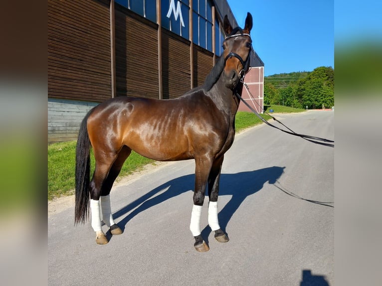 Deutsches Sportpferd Stute 3 Jahre 167 cm Dunkelbrauner in Hohenstein Ödenwaldstetten