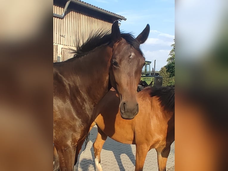 Deutsches Sportpferd Stute 3 Jahre 167 cm Dunkelbrauner in Hohenstein Ödenwaldstetten