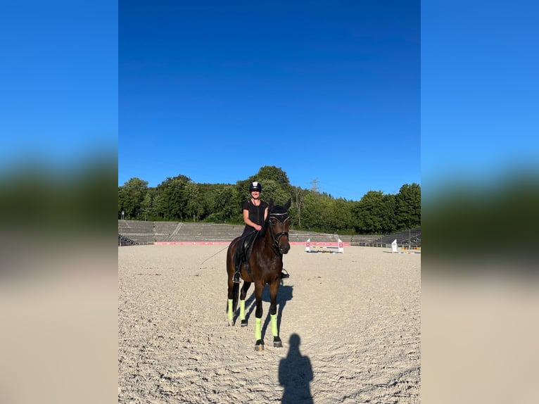 Deutsches Sportpferd Stute 3 Jahre 167 cm Dunkelbrauner in Hohenstein Ödenwaldstetten