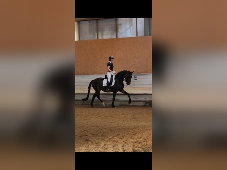 Deutsches Sportpferd Stute 3 Jahre 167 cm Dunkelbrauner in Hohenstein Ödenwaldstetten