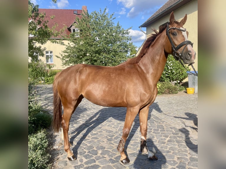 Deutsches Sportpferd Stute 3 Jahre 167 cm Dunkelfuchs in Wittstock