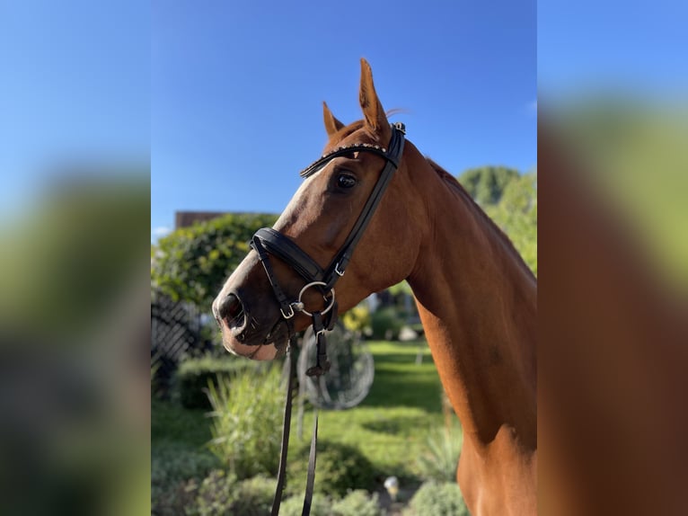 Deutsches Sportpferd Stute 3 Jahre 167 cm Dunkelfuchs in Wittstock