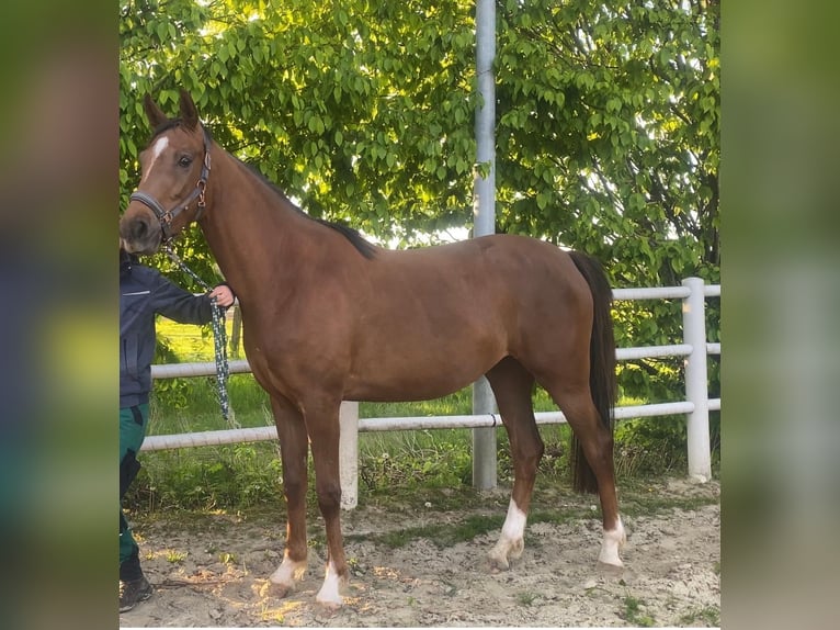 Deutsches Sportpferd Stute 3 Jahre 167 cm Dunkelfuchs in Oelde