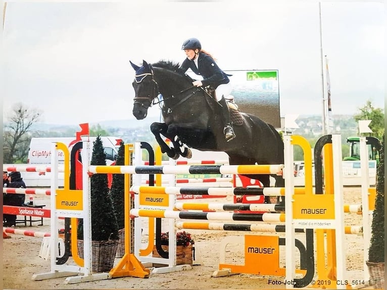 Deutsches Sportpferd Stute 3 Jahre 167 cm Dunkelfuchs in Oelde
