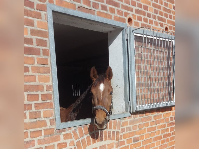 Deutsches Sportpferd Stute 3 Jahre 167 cm Dunkelfuchs in Oelde