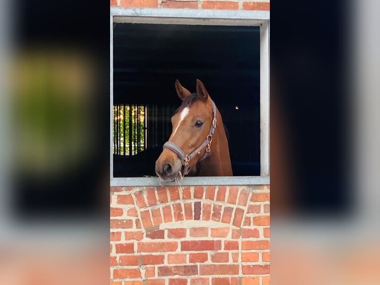 Deutsches Sportpferd Stute 3 Jahre 167 cm Dunkelfuchs in Oelde