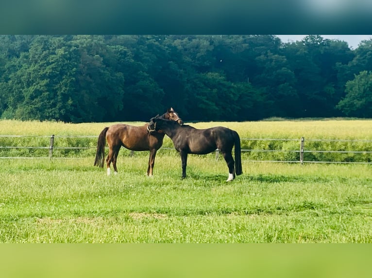 Deutsches Sportpferd Stute 3 Jahre 167 cm Dunkelfuchs in Oelde