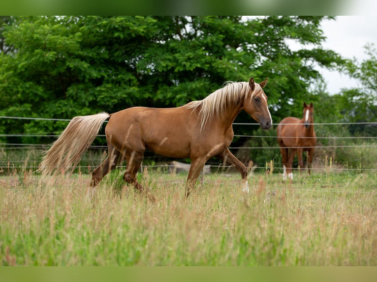 Deutsches Sportpferd Stute 3 Jahre 167 cm Palomino in Pritzwalk