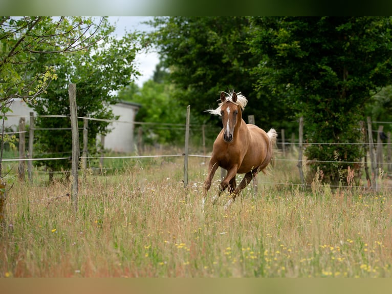 Deutsches Sportpferd Stute 3 Jahre 167 cm Palomino in Pritzwalk