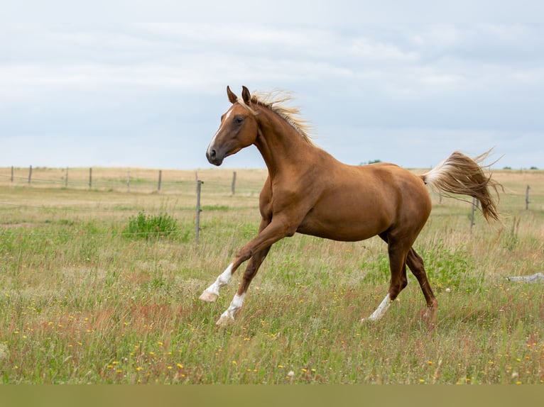 Deutsches Sportpferd Stute 3 Jahre 167 cm Palomino in Pritzwalk