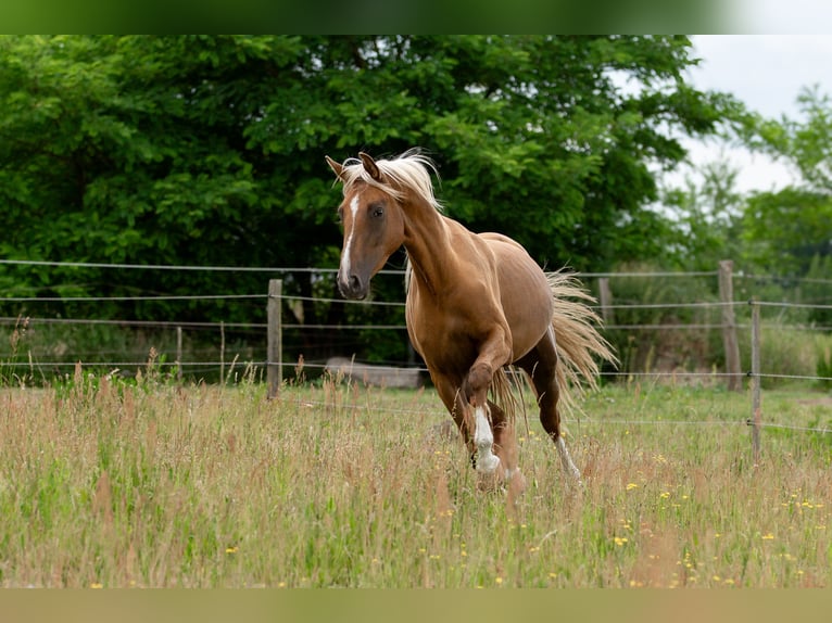 Deutsches Sportpferd Stute 3 Jahre 167 cm Palomino in Pritzwalk
